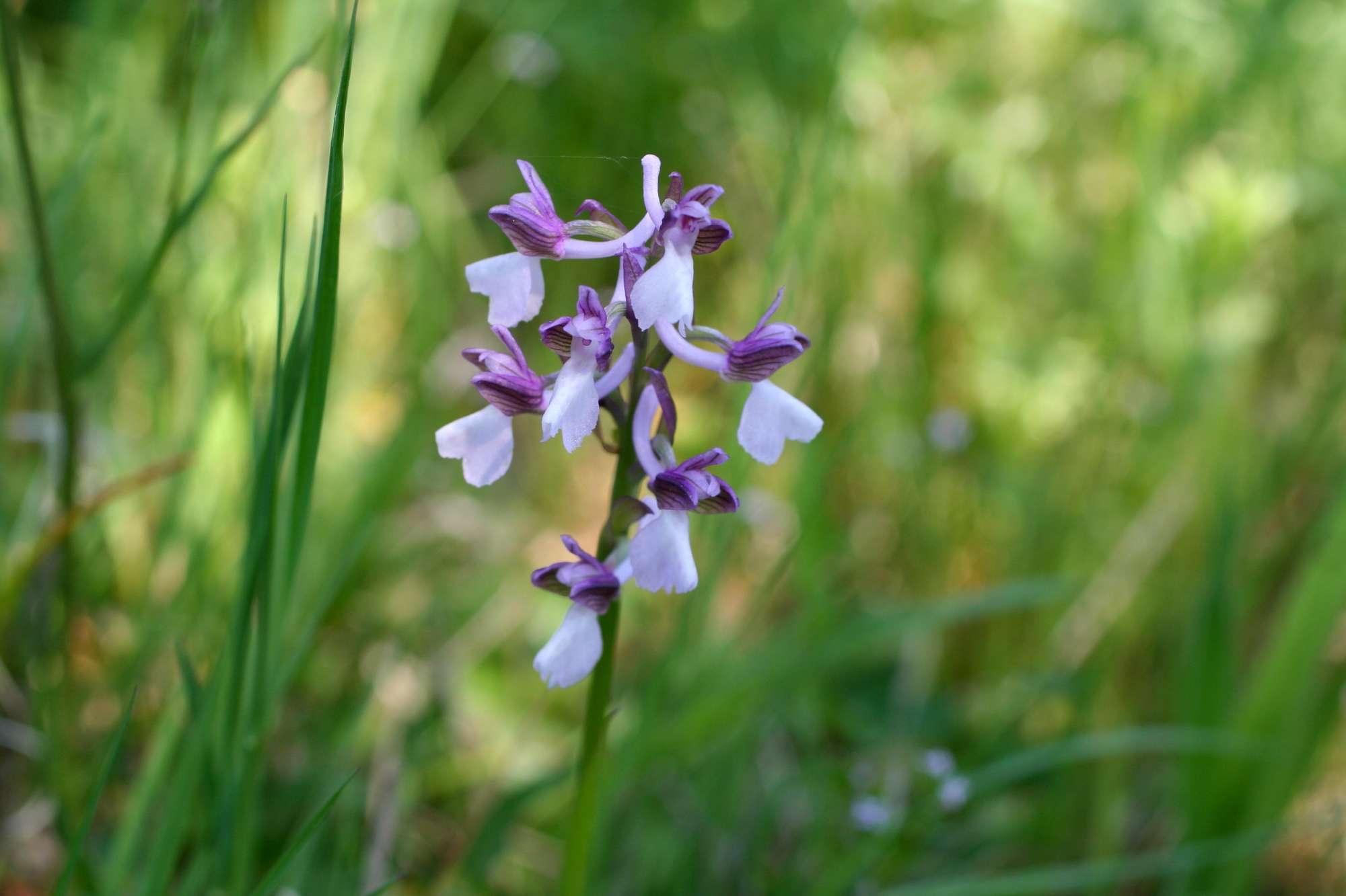 orchidea da identificare